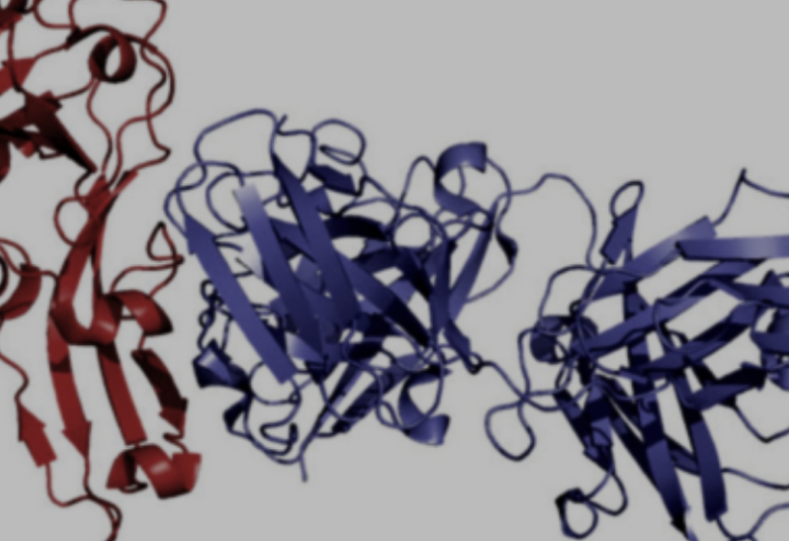 A rendering of the COVID 19 virus A rendering of the COVID 19 virus