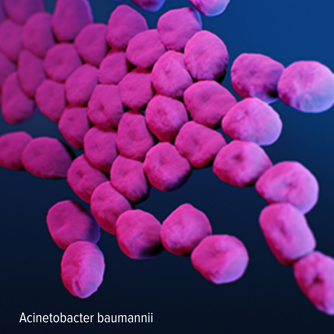 Illustration of Acinetobacter baumannii. 
