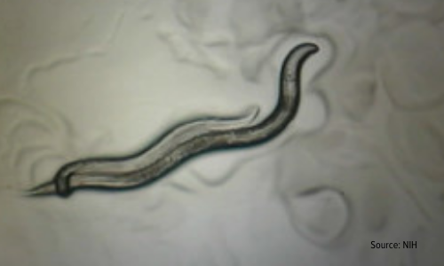 Small black nematode against transparent background