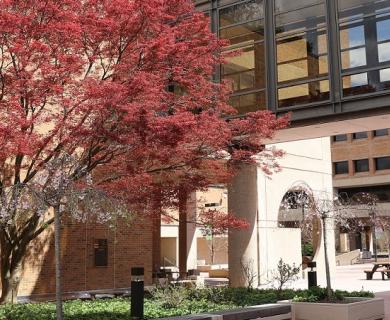 Brick building with tree in front. Tree has red foliage.