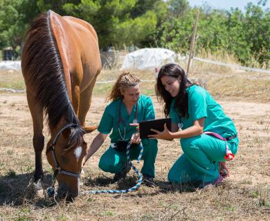 Vet technicians with horses in field