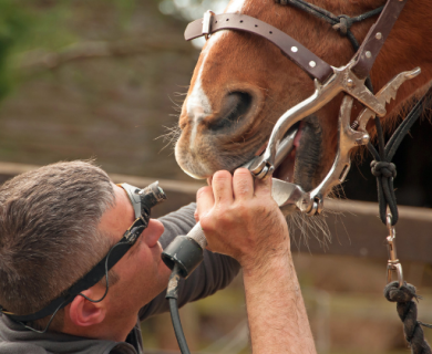 Doctor examining a horse