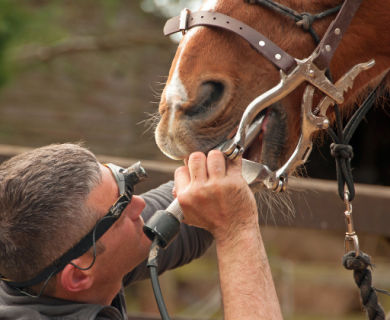 Medical professional examining a horse
