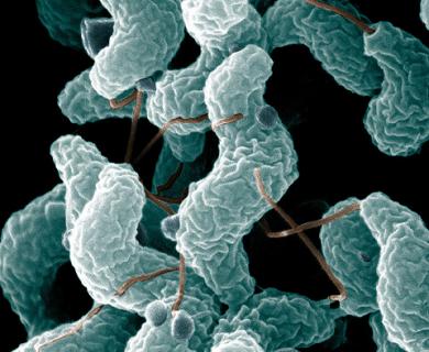Campylobacter bacteria image from the USDA